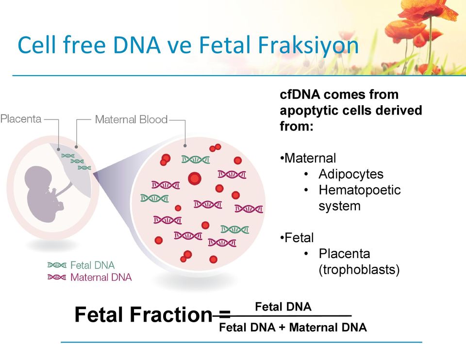 Hematopoetic system Fetal Placenta (trophoblasts)