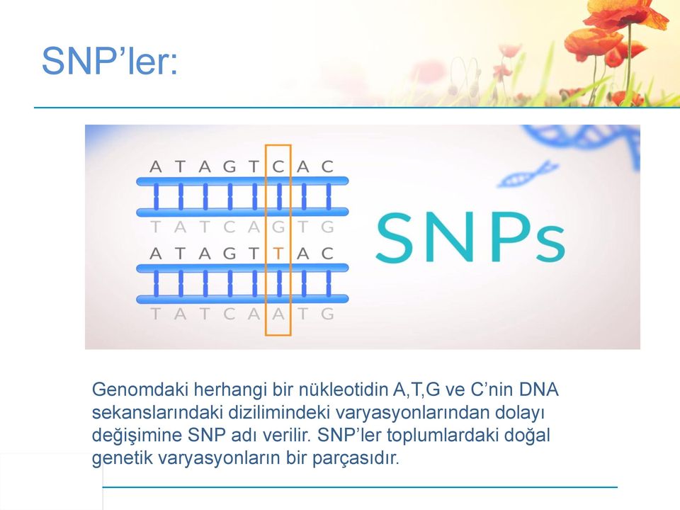 varyasyonlarından dolayı değişimine SNP adı verilir.