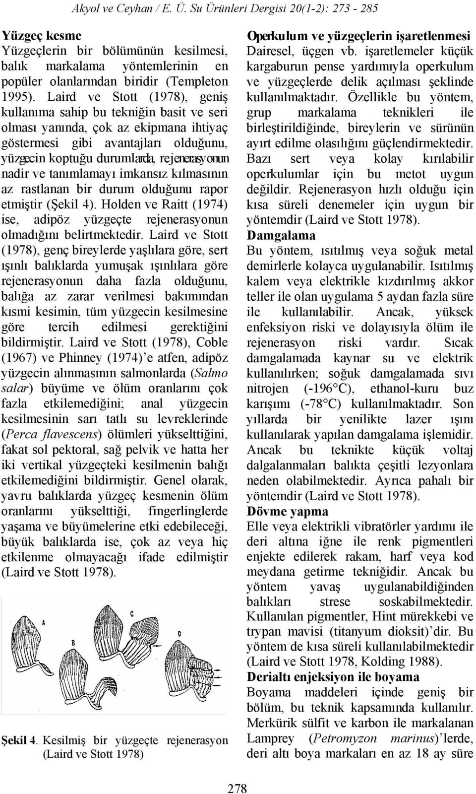 ve tanımlamayı imkansız kılmasının az rastlanan bir durum olduğunu rapor etmiştir (Şekil 4). Holden ve Raitt (1974) ise, adipöz yüzgeçte rejenerasyonun olmadığını belirtmektedir.