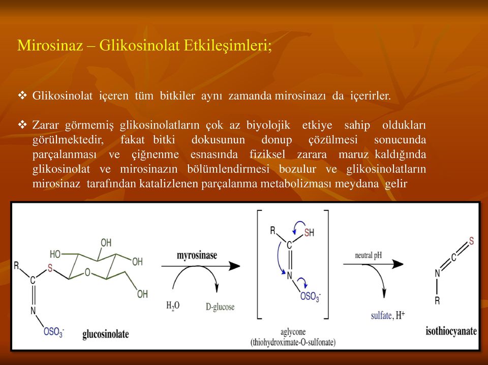 donup çözülmesi sonucunda parçalanması ve çiğnenme esnasında fiziksel zarara maruz kaldığında glikosinolat ve