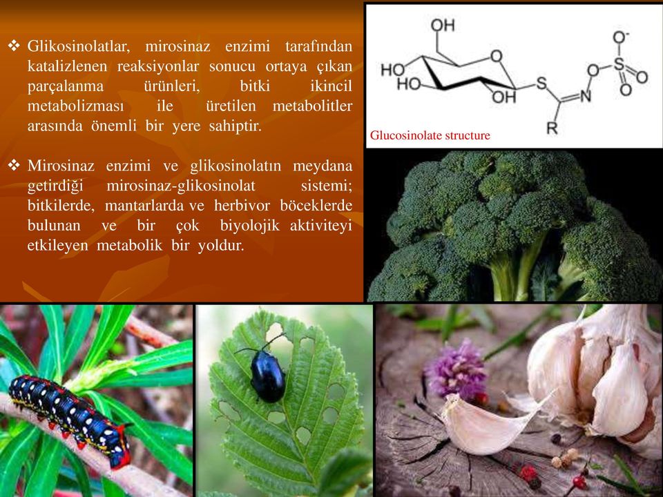 Glucosinolate structure Mirosinaz enzimi ve glikosinolatın meydana getirdiği mirosinaz-glikosinolat