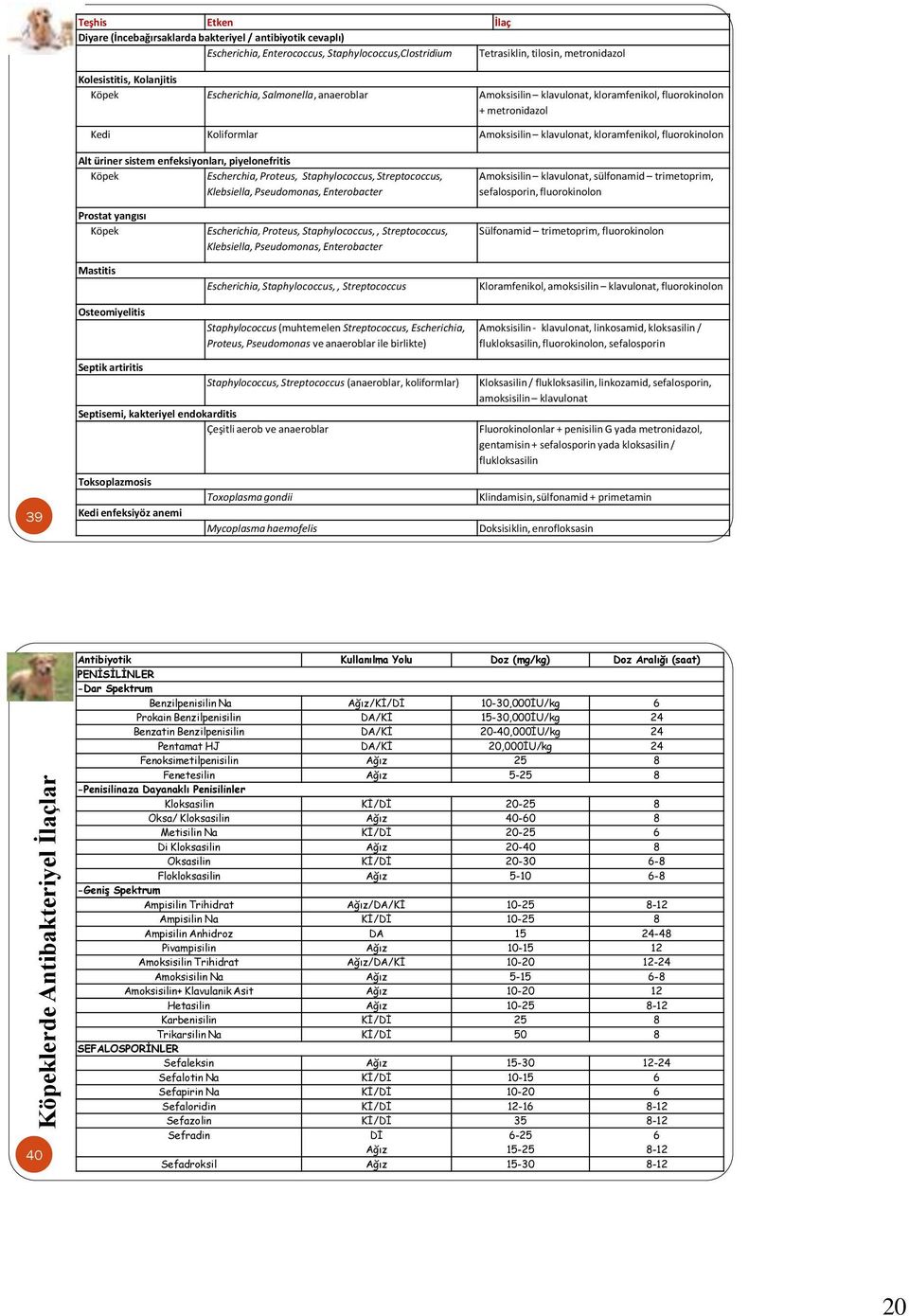 kloramfenikol, fluorokinolon Alt üriner sistem enfeksiyonları, piyelonefritis Köpek Escherchia, Proteus, Staphylococcus, Streptococcus, Klebsiella, Pseudomonas, Enterobacter Amoksisilin klavulonat,