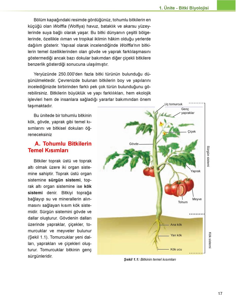 Yapısal olarak incelendiğinde Wolffia'nın bitkilerin temel özelliklerinden olan gövde ve yaprak farklılaşmasını göstermediği ancak bazı dokular bakımdan diğer çiçekli bitkilere benzerlik gösterdiği