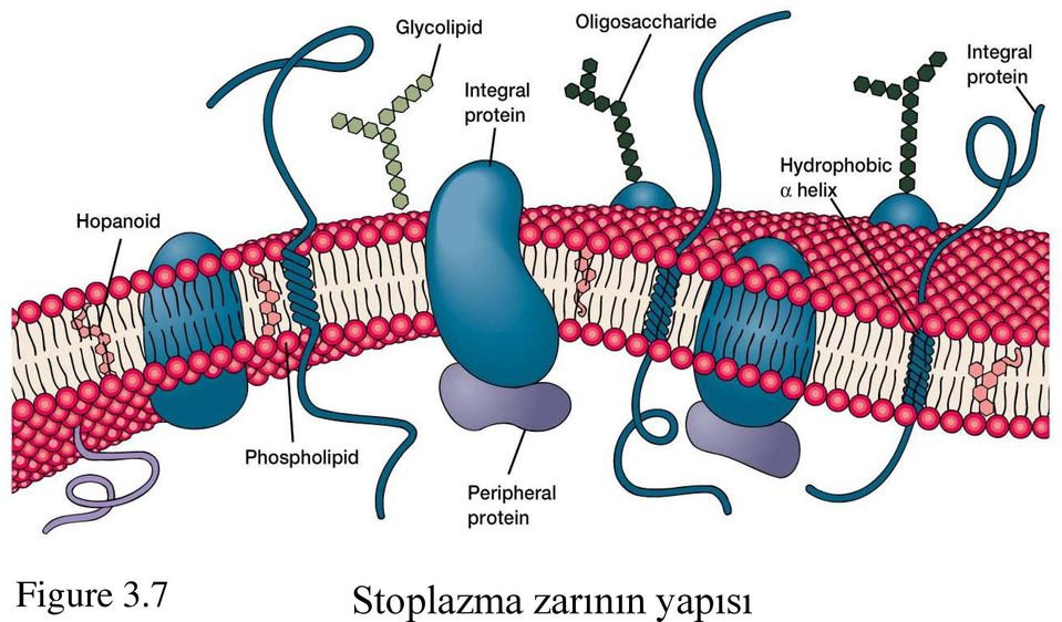 Stoplazma