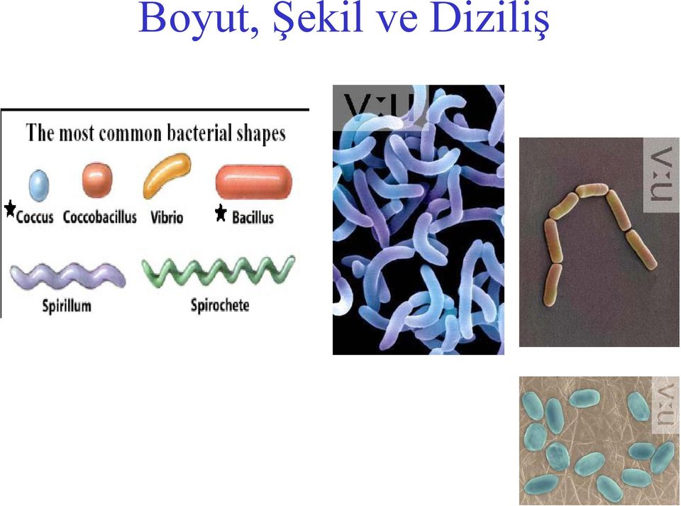 Diziliş