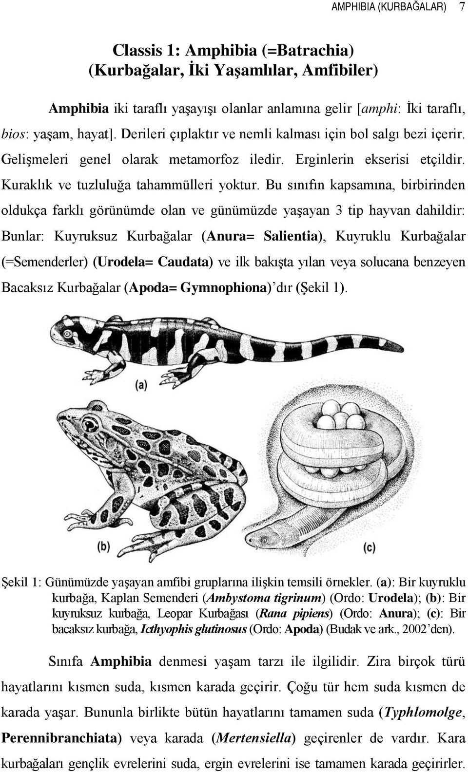 Bu sınıfın kapsamına, birbirinden oldukça farklı görünümde olan ve günümüzde yaşayan 3 tip hayvan dahildir: Bunlar: Kuyruksuz Kurbağalar (Anura= Salientia), Kuyruklu Kurbağalar (=Semenderler)