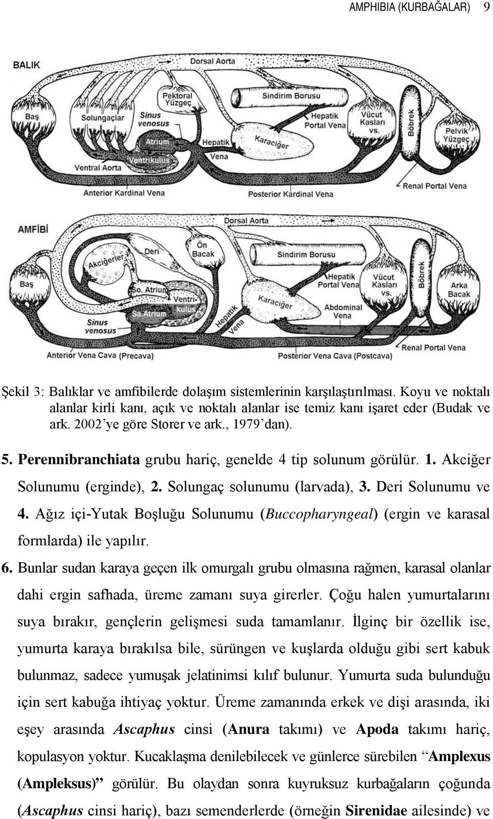 Ağız içi-yutak Boşluğu Solunumu (Buccopharyngeal) (ergin ve karasal formlarda) ile yapılır. 6.