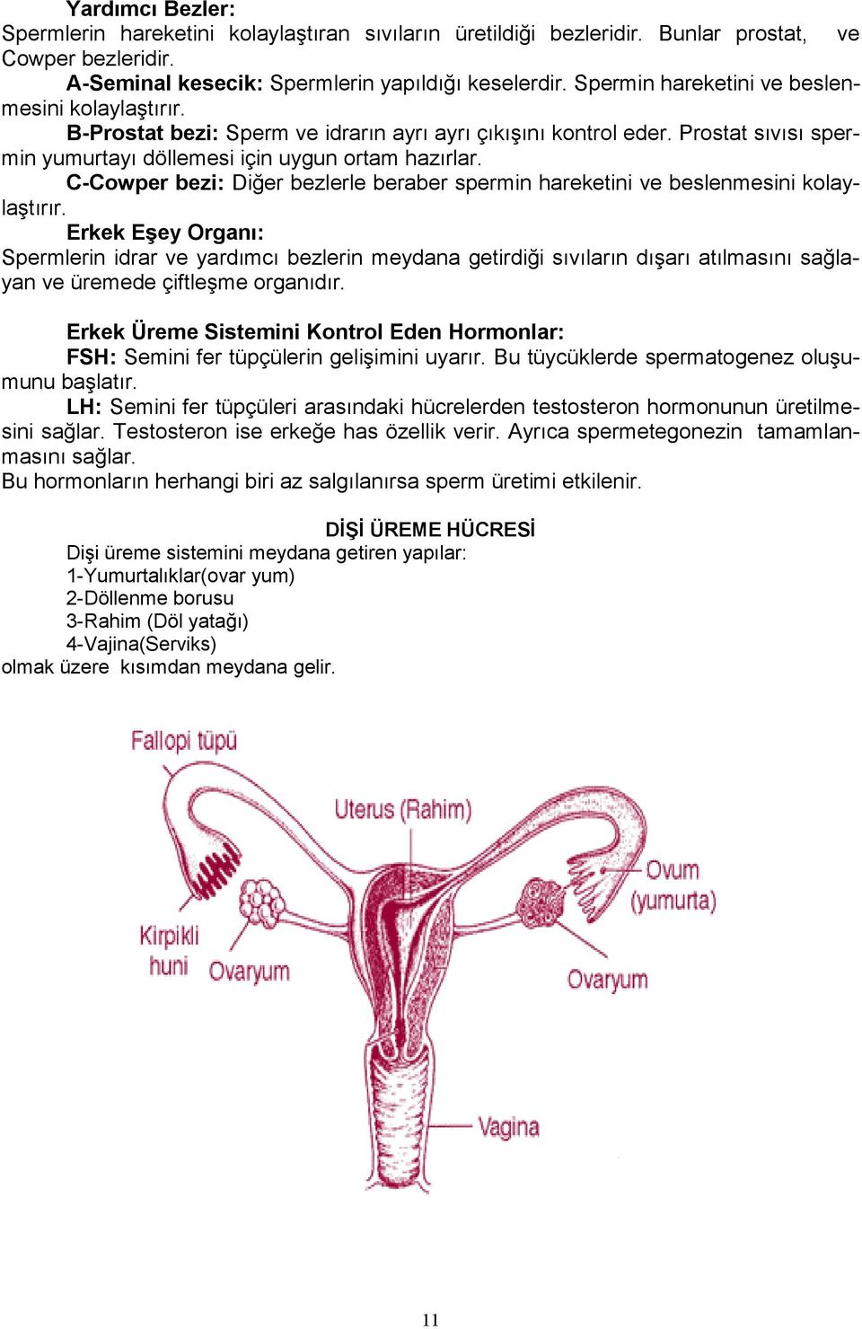 C-Cowper bezi: Diğer bezlerle beraber spermin hareketini ve beslenmesini kolaylaştırır.