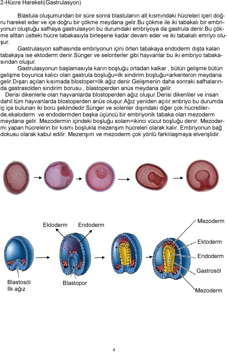 bu çökme alttan üstteki hücre tabakasıyla birleşene kadar devam eder ve iki tabakalı emriyo oluşur.