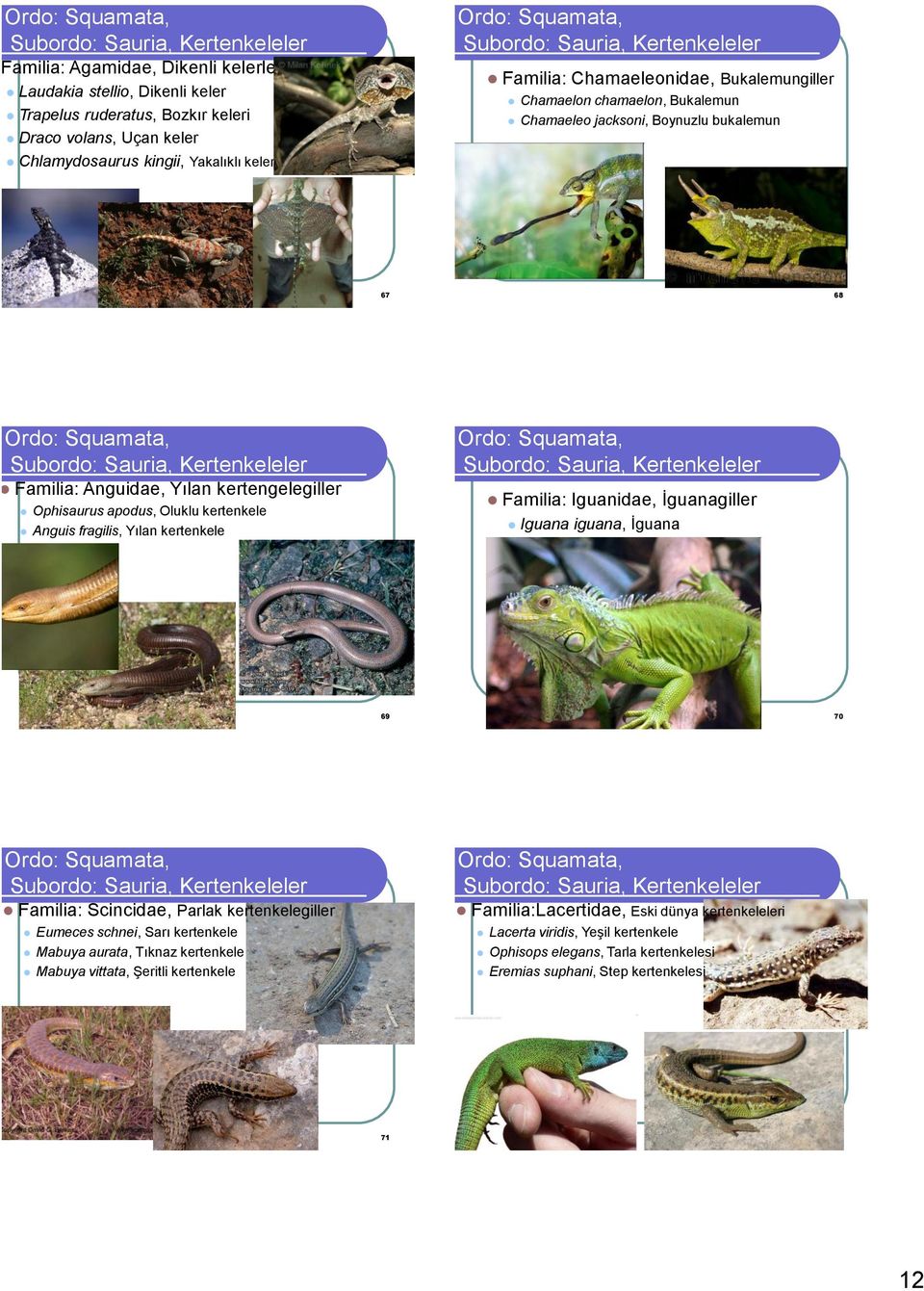 Yılan kertenkele Familia: Iguanidae, İguanagiller Iguana iguana, İguana 69 70 Familia: Scincidae, Parlak kertenkelegiller Eumeces schnei, Sarı kertenkele Mabuya aurata, Tıknaz kertenkele