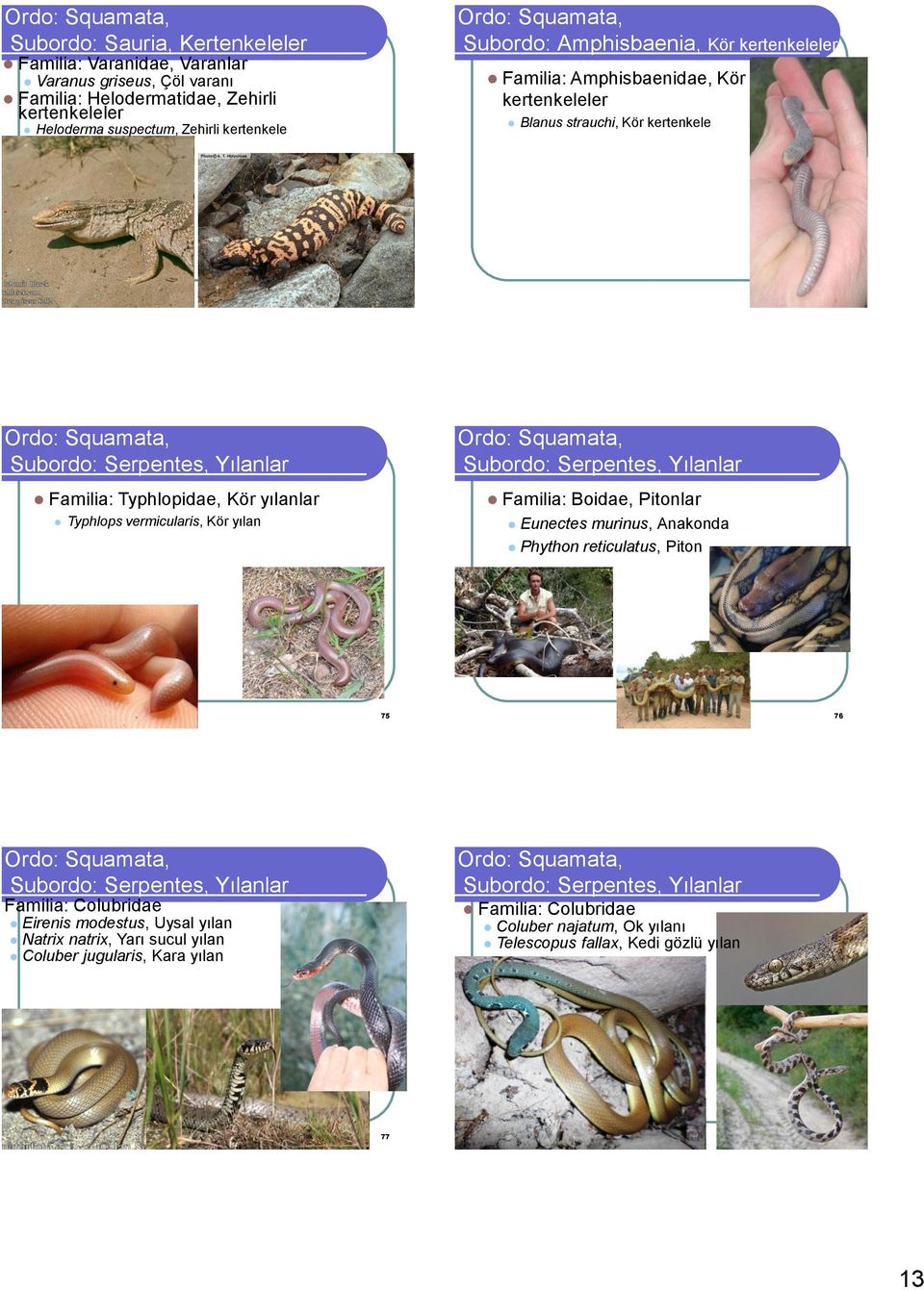 Subordo: Serpentes, Yılanlar Familia: Boidae, Pitonlar Eunectes murinus, Anakonda Phython reticulatus, Piton 75 76 Subordo: Serpentes, Yılanlar Familia: Colubridae Eirenis modestus,