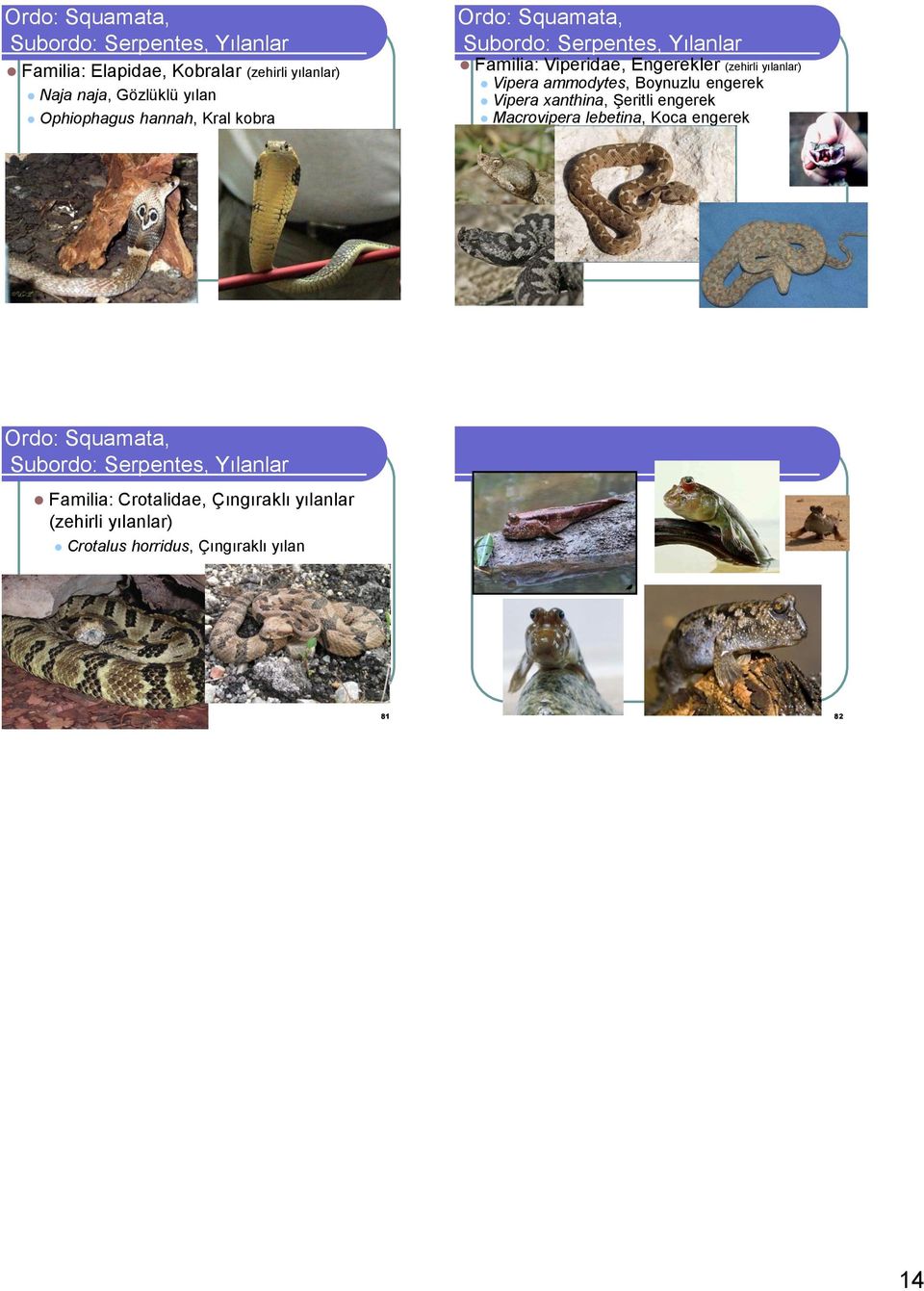 ammodytes, Boynuzlu engerek Vipera xanthina, Şeritli engerek Macrovipera lebetina, Koca engerek 79 80 Subordo: