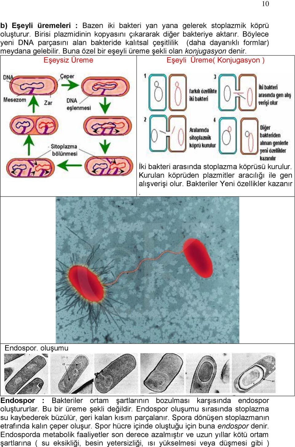 Eşeysiz Üreme Eşeyli Üreme( Konjugasyon ) İki bakteri arasında stoplazma köprüsü kurulur. Kurulan köprüden plazmitler aracılığı ile gen alışverişi olur. Bakteriler Yeni özellikler kazanır. Endospor.