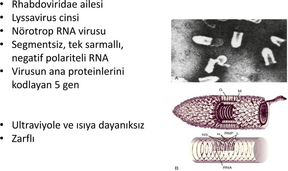 polariteli RNA Virusun ana proteinlerini