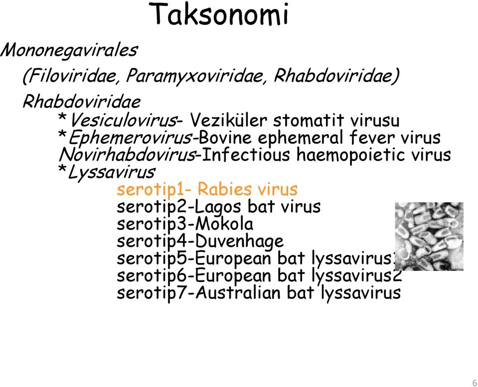 haemopoietic virus *Lyssavirus serotip1- Rabies virus serotip2-lagos bat virus serotip3-mokola