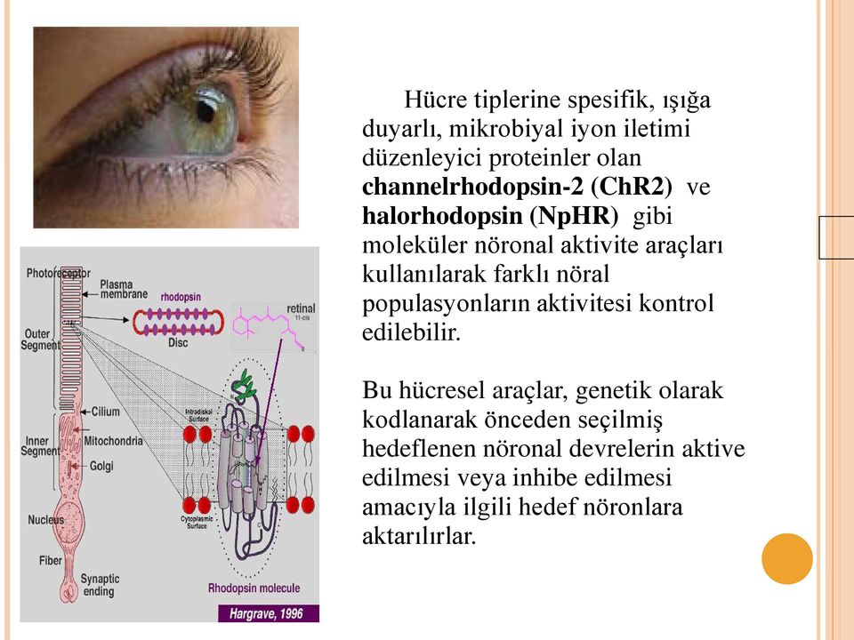 farklı nöral populasyonların aktivitesi kontrol edilebilir.