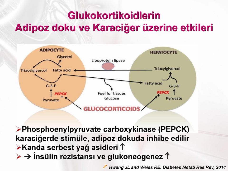 adipoz dokuda inhibe edilir Kanda serbest yağ asidleri İnsülin