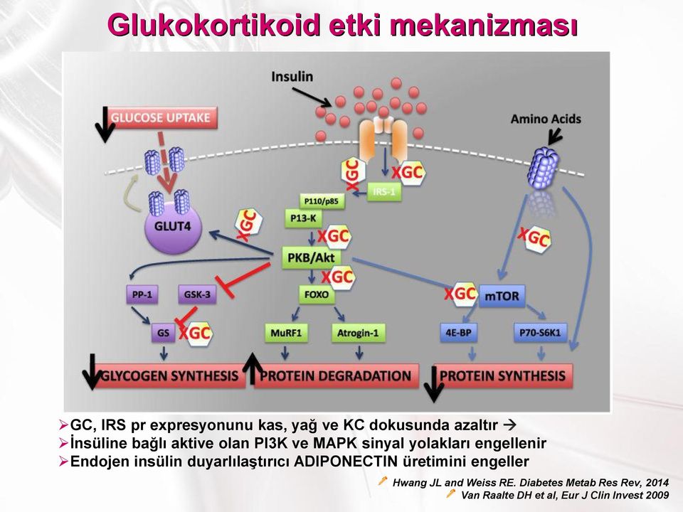 engellenir Endojen insülin duyarlılaştırıcı ADIPONECTIN üretimini engeller