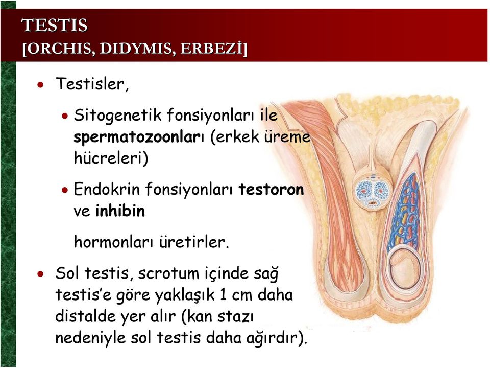 inhibin hormonları üretirler.