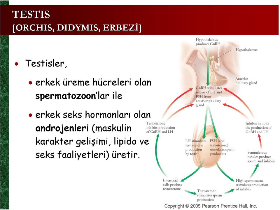 seks hormonları olan androjenleri (maskulin