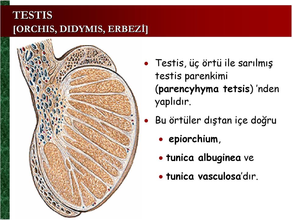 tetsis) nden yaplıdır.