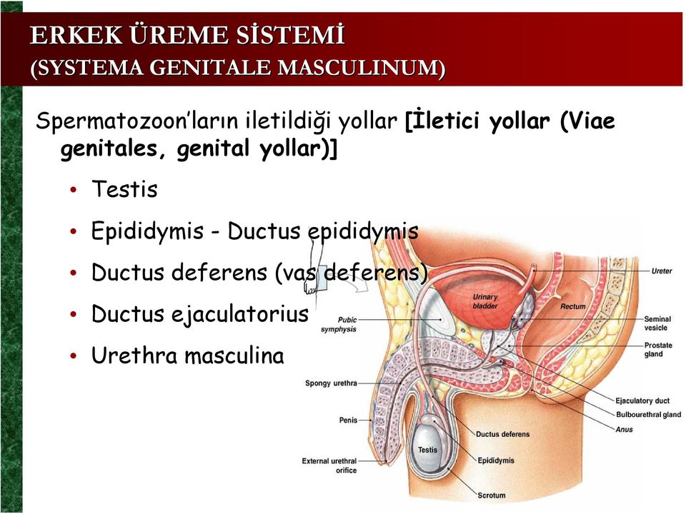genitales, genital yollar)] Testis Epididymis - Ductus