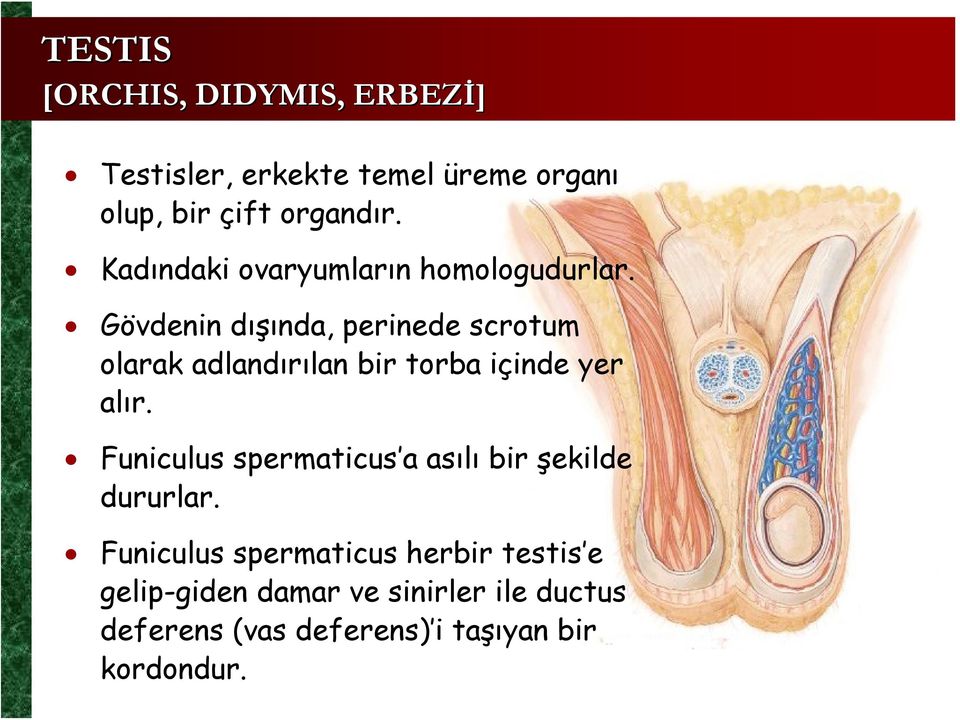 Gövdenin dışında, perinede scrotum olarak adlandırılan bir torba içinde yer alır.