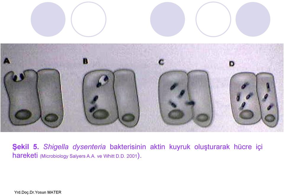 aktin kuyruk oluşturarak hücre