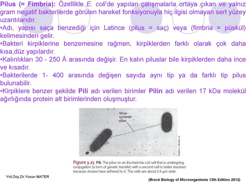 Adı, yapısı saça benzediği için Latince (pilus = saç) veya (fimbria = püskül) kelimesinden gelir.