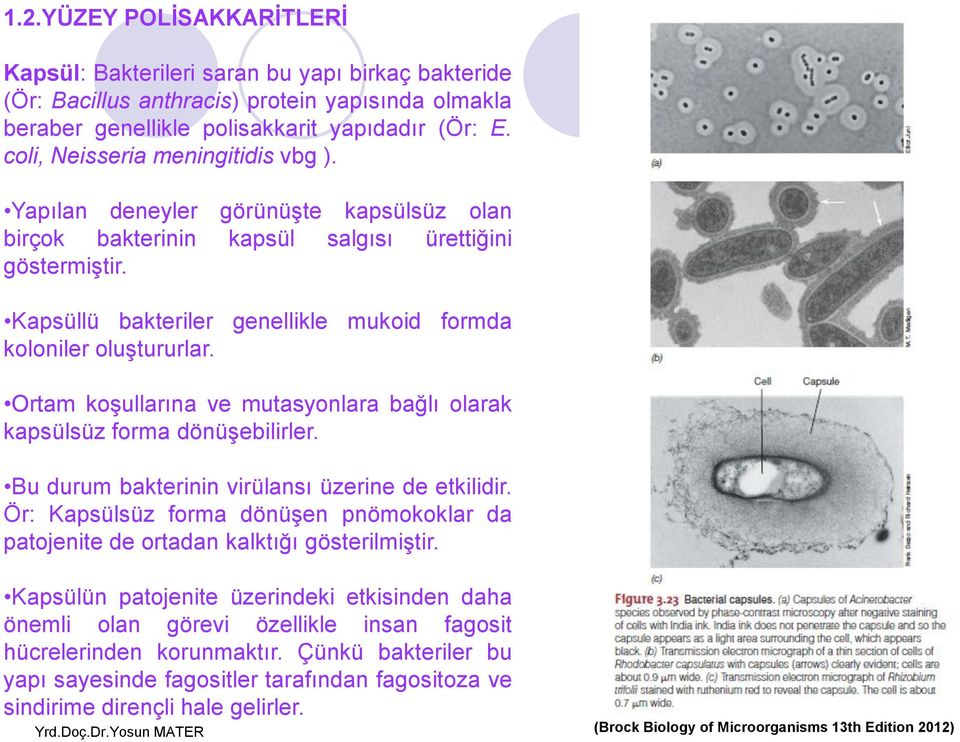 Kapsüllü bakteriler genellikle mukoid formda koloniler oluştururlar. Ortam koşullarına ve mutasyonlara bağlı olarak kapsülsüz forma dönüşebilirler. Bu durum bakterinin virülansı üzerine de etkilidir.