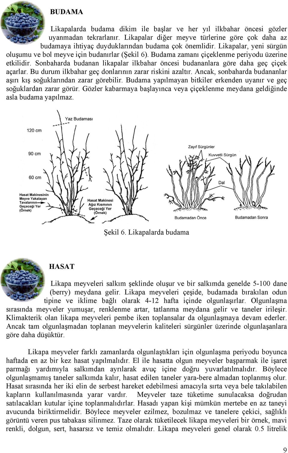 Budama zamanı çiçeklenme periyodu üzerine etkilidir. Sonbaharda budanan likapalar ilkbahar öncesi budananlara göre daha geç çiçek açarlar. Bu durum ilkbahar geç donlarının zarar riskini azaltır.