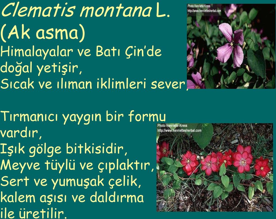 ve daldırma ile üretilir. Clematis montana L.