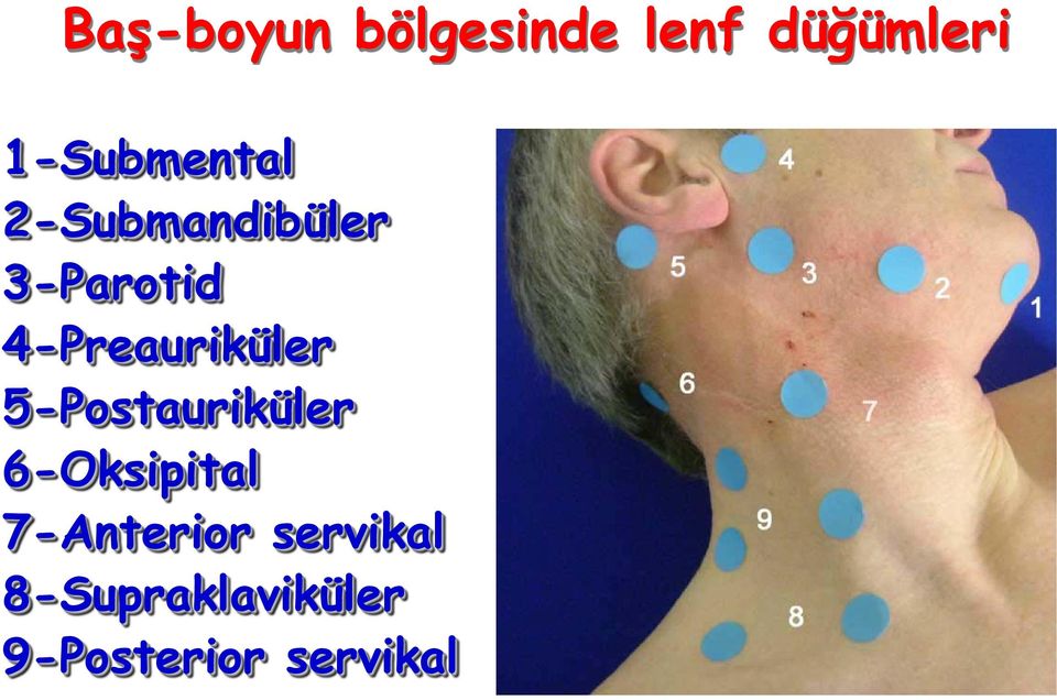 4-Preauriküler 5-Postauriküler 6-Oksipital