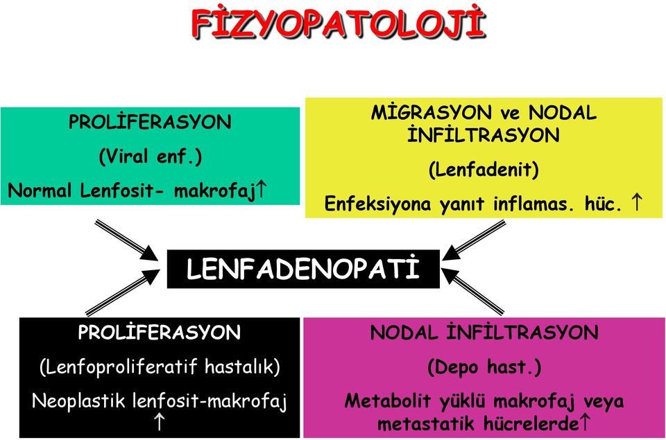 Enfeksiyona yanıt inflamas. hüc.