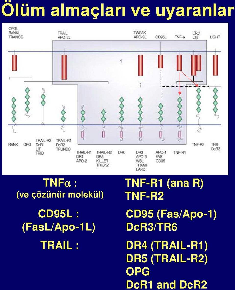 : TNF-R1 (ana R) TNF-R2 CD95 (Fas/Apo-1)