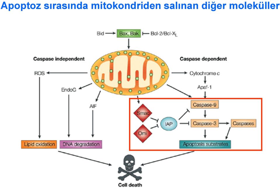 mitokondriden