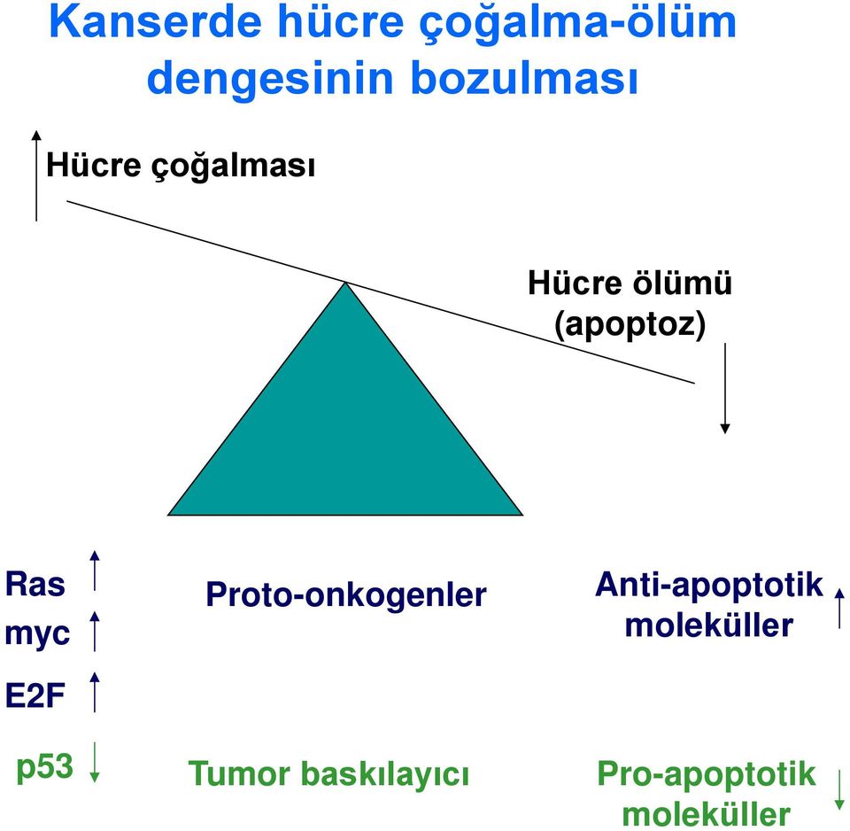 (apoptoz) Ras myc E2F p53 Proto-onkogenler