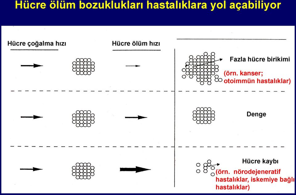 (örn. kanser; otoimmün hastalıklar) Denge Hücre kaybı