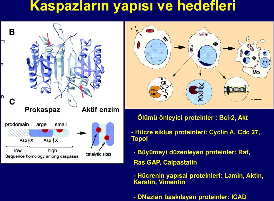 Büyümeyi düzenleyen proteinler: Raf, Ras GAP, Calpastatin - Hücrenin yapısal