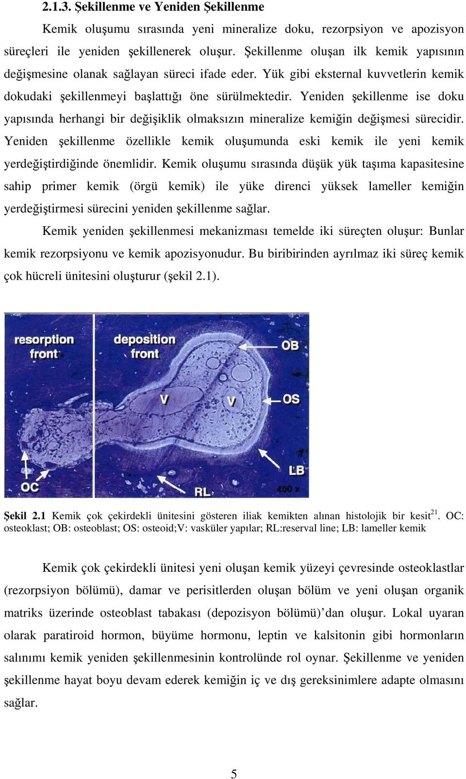 Yeniden şekillenme ise doku yapısında herhangi bir değişiklik olmaksızın mineralize kemiğin değişmesi sürecidir.