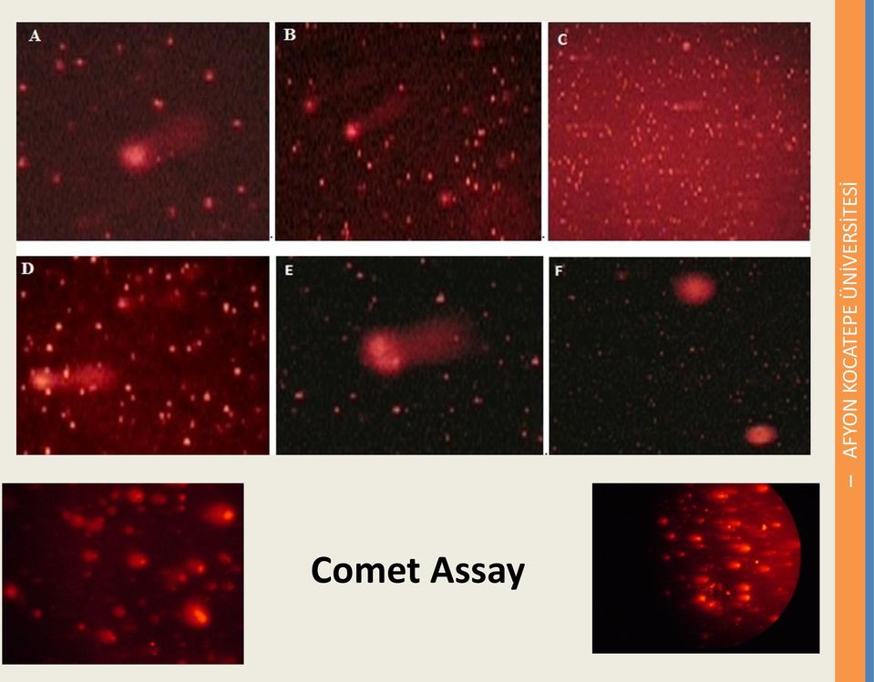 genotoksisite