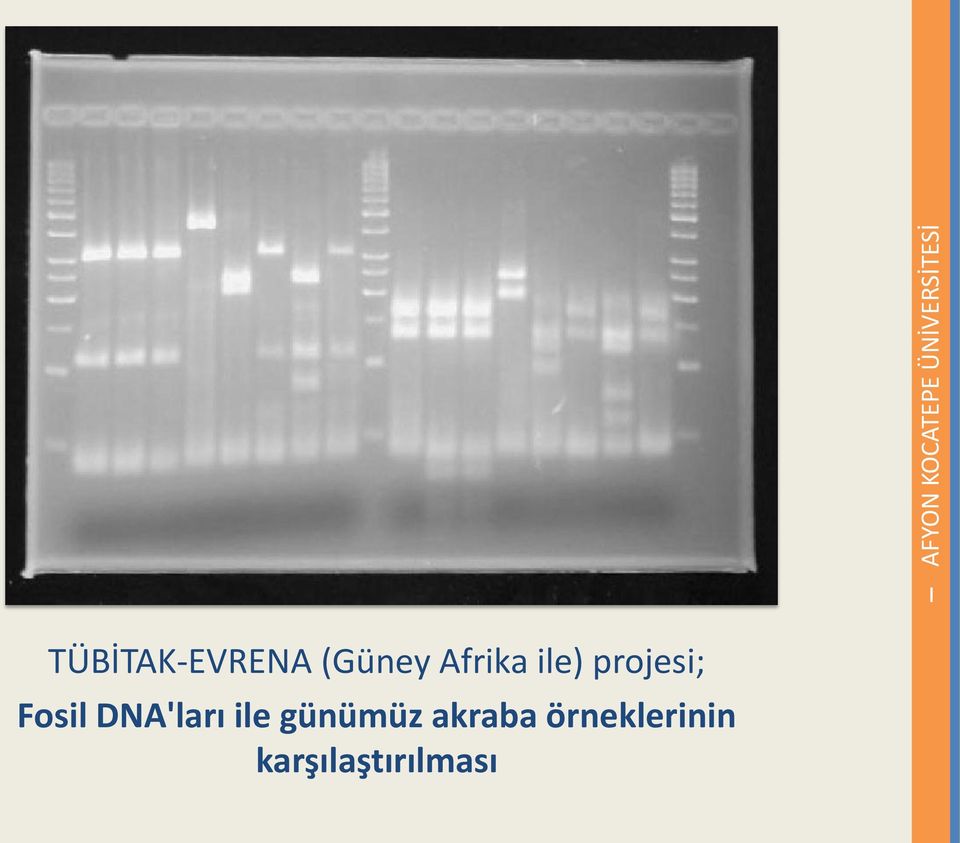 DNA'ları ile günümüz