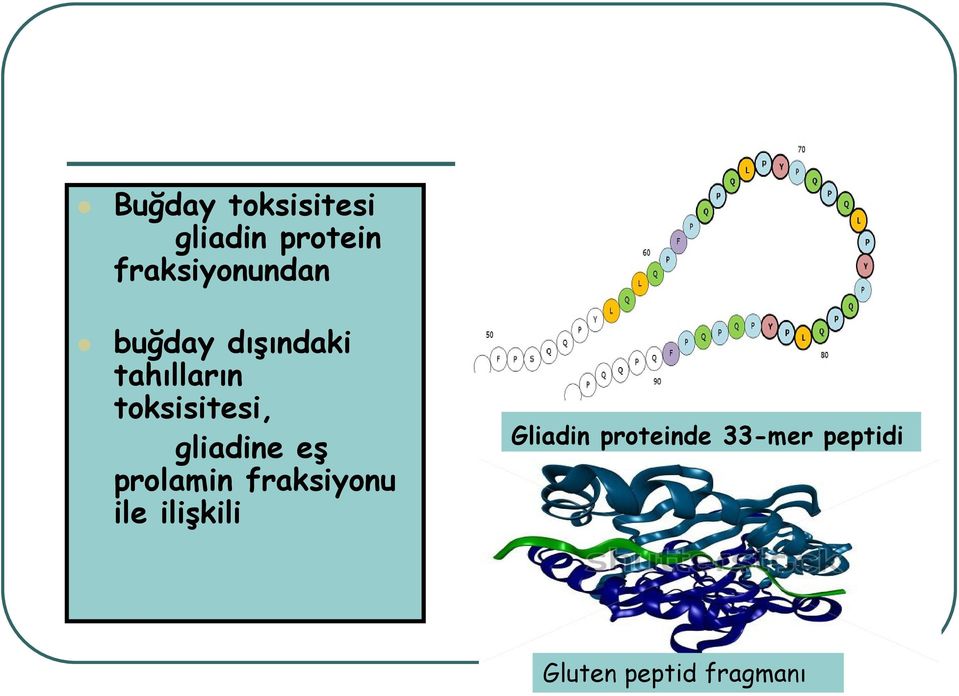 toksisitesi, gliadine eş prolamin fraksiyonu