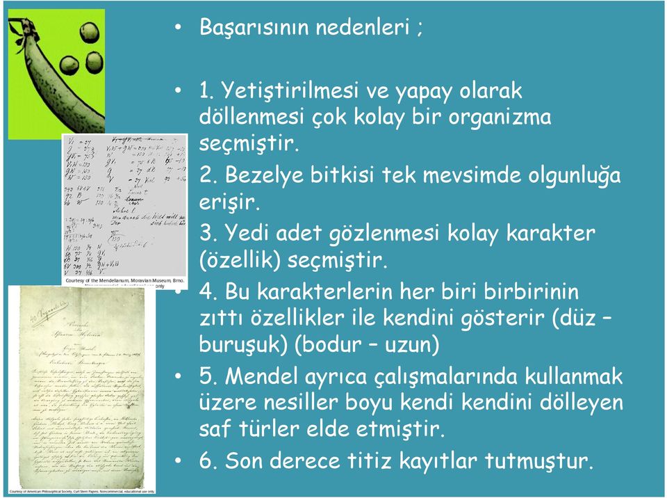 Bu karakterlerin her biri birbirinin zıttı özellikler ile kendini gösterir (düz buruşuk) (bodur uzun) 5.