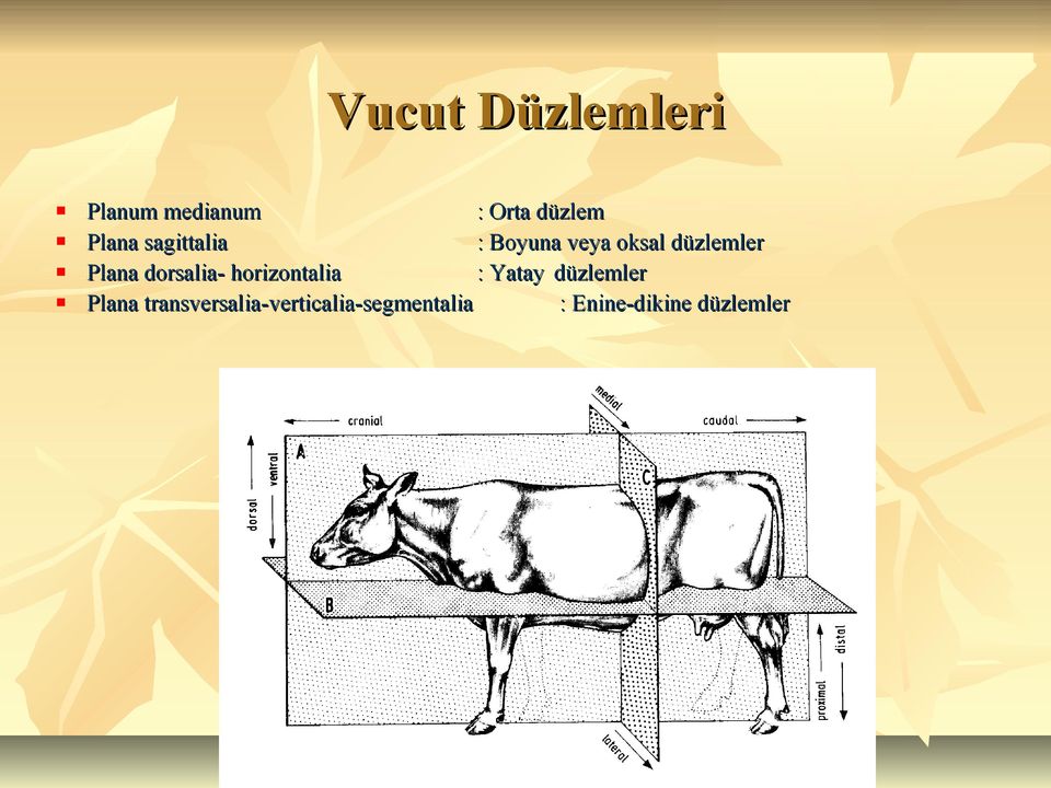 Plana dorsalia- horizontalia : Yatay düzlemler