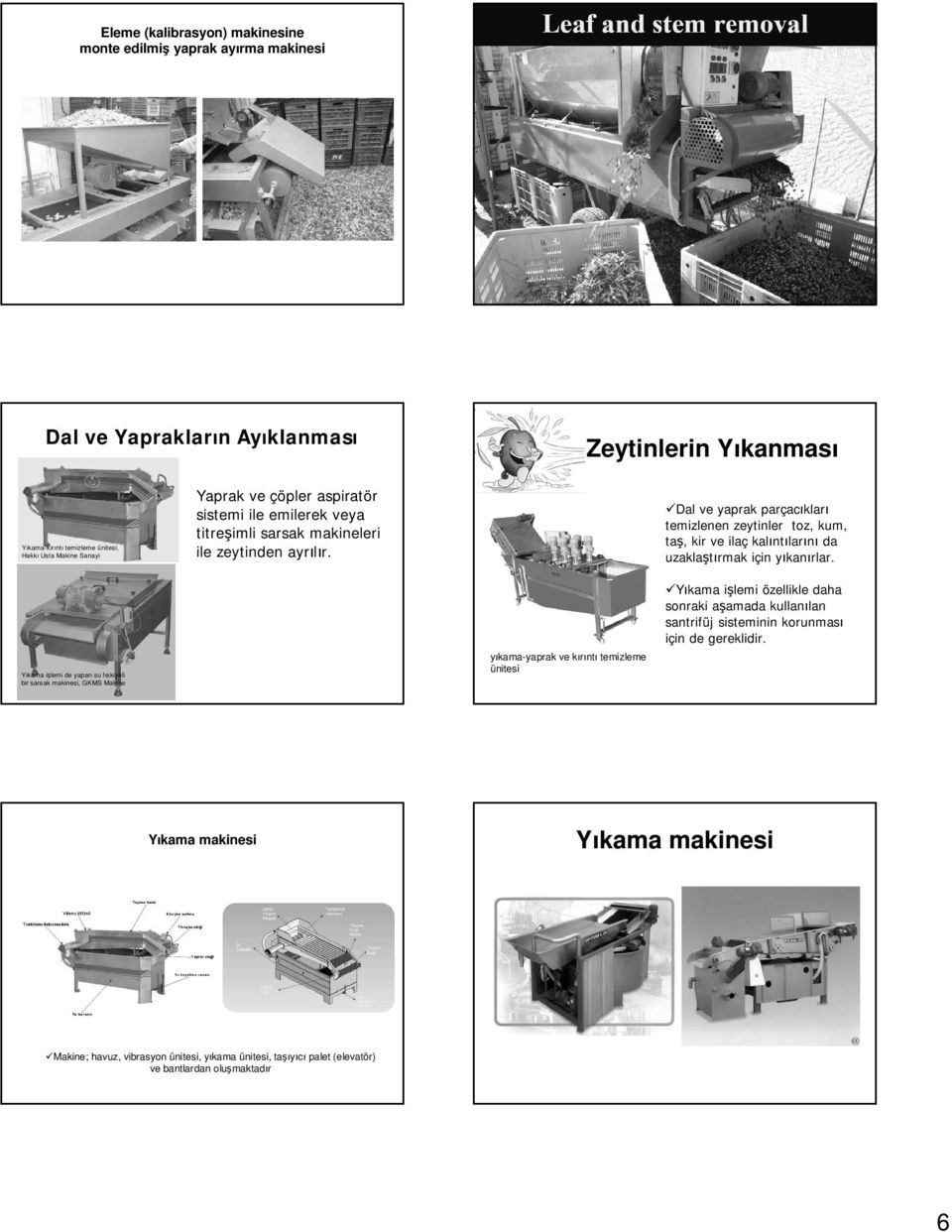 Dal ve yaprak parçacıkları temizlenen zeytinler toz, kum, taş, kir ve ilaç kalıntılarını da uzaklaştırmak için yıkanırlar.