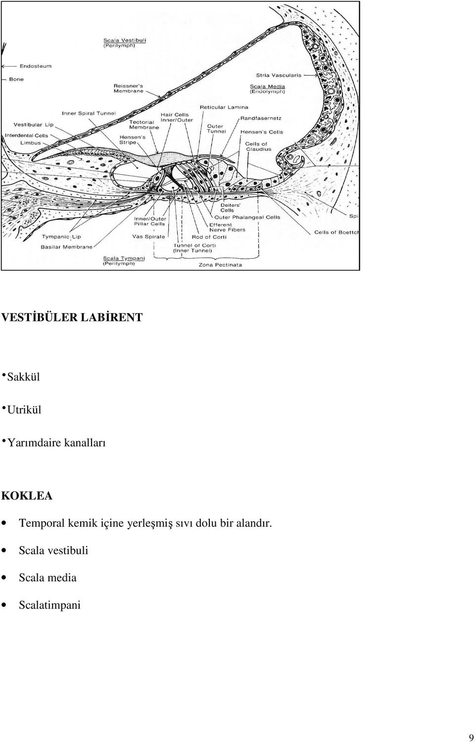 VESTĐBÜLER LABĐRENT Sakkül Utrikül