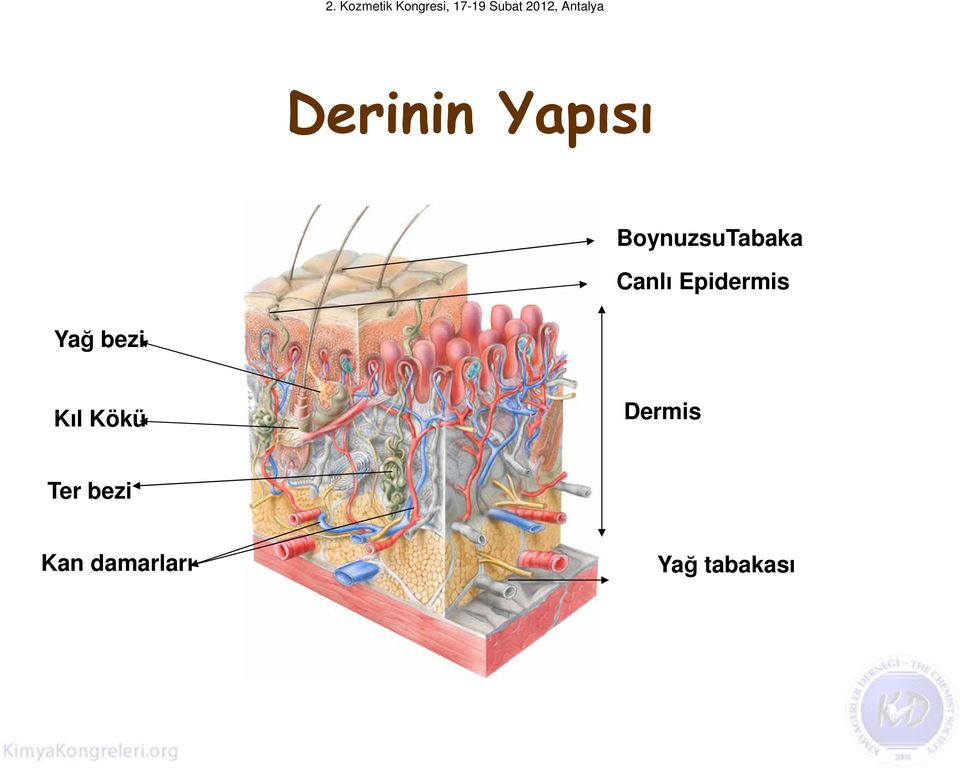 Epidermis Yağ bezi Kıl