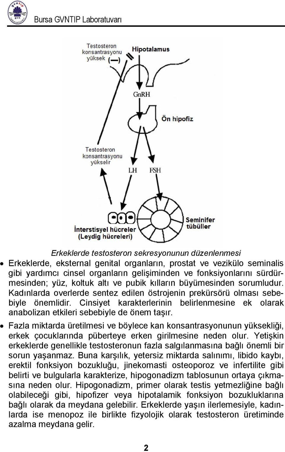 Cinsiyet karakterlerinin belirlenmesine ek olarak anabolizan etkileri sebebiyle de önem taşır.