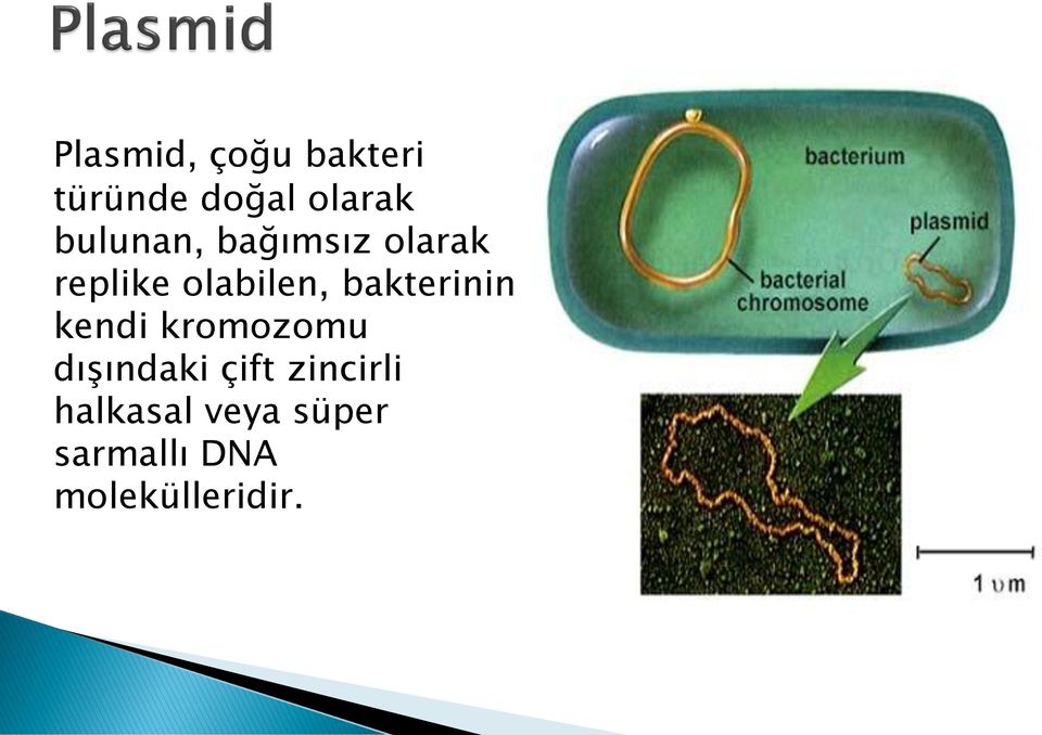 bakterinin kendi kromozomu dışındaki çift